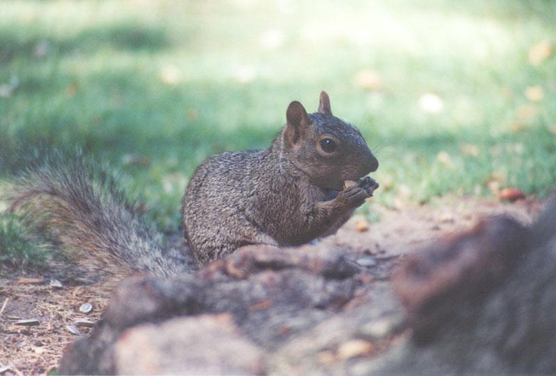 Grey Squirrel 73k jpg; DISPLAY FULL IMAGE.
