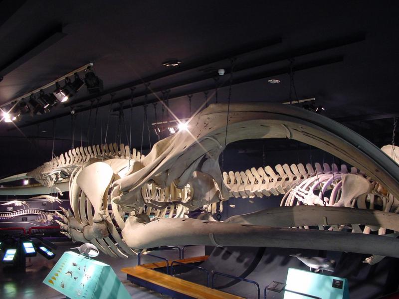 Whale Skeleton; DISPLAY FULL IMAGE.