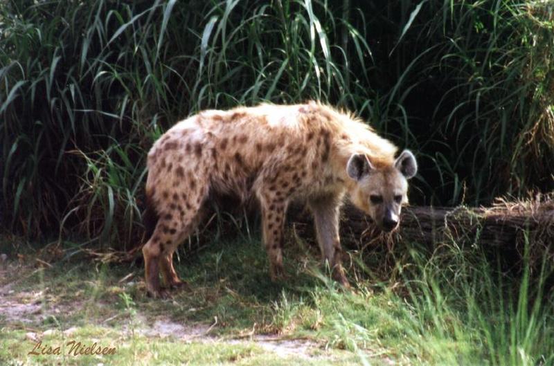 hyaena - 235-2.jpg (Spotted Hyena); DISPLAY FULL IMAGE.
