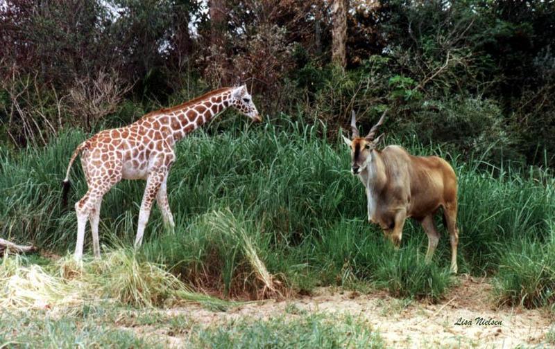 giraffe, eland - 238-23.jpg (1/1); DISPLAY FULL IMAGE.