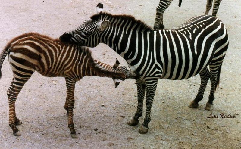 zebras grooming - 240-9.jpg (1/1); DISPLAY FULL IMAGE.