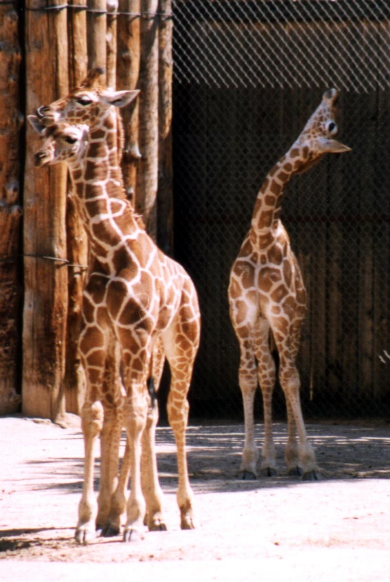baby giraffes - 248-7.jpg (1/1); DISPLAY FULL IMAGE.