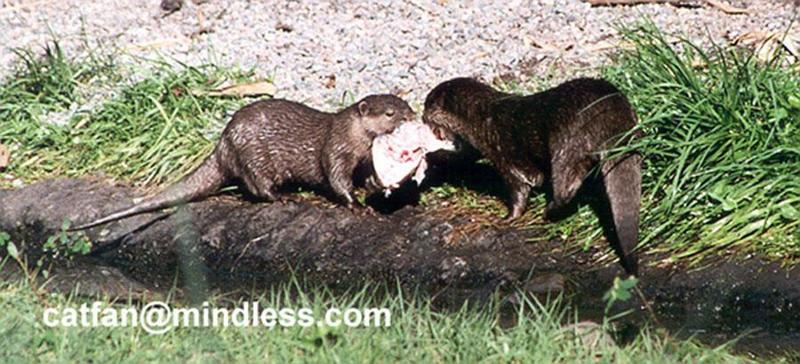 asian small-clawed otters - 256-10.jpg --- oriental small-clawed otter (Aonyx cinereus); DISPLAY FULL IMAGE.