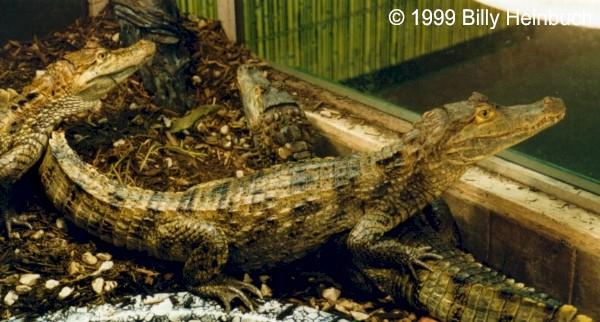 Spectacled Caiman  ( C.c.crocodilus ); Image ONLY