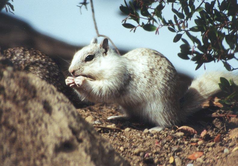 California Ground Squirrel 80k jpg; DISPLAY FULL IMAGE.