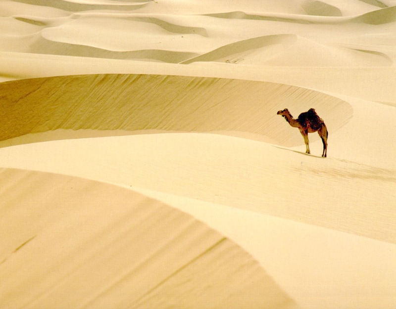 camel; DISPLAY FULL IMAGE.