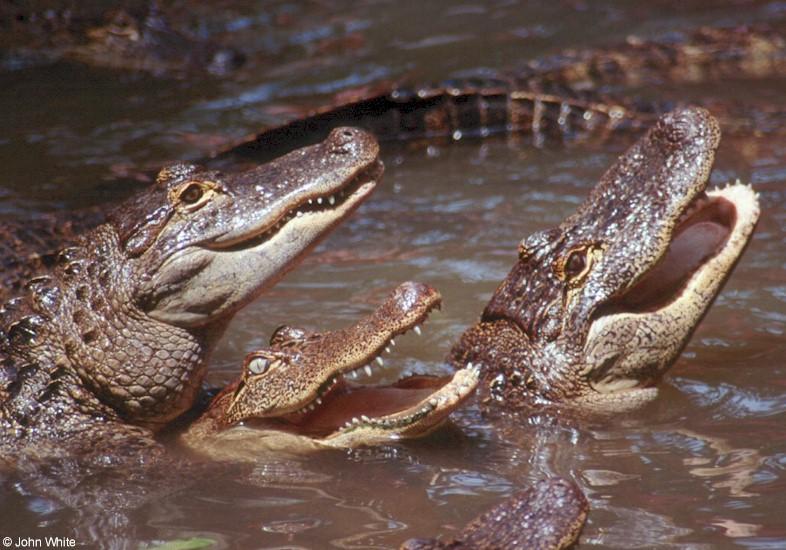 American Alligators 6; DISPLAY FULL IMAGE.