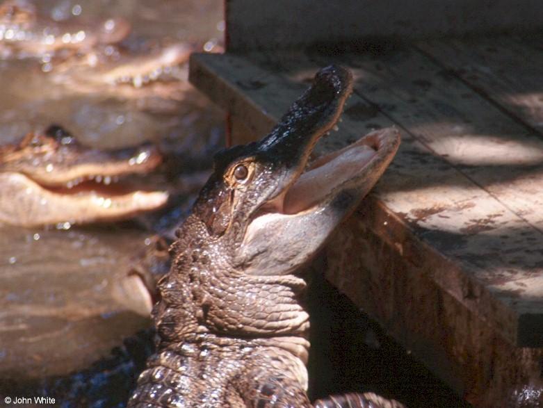 American alligator 12; DISPLAY FULL IMAGE.