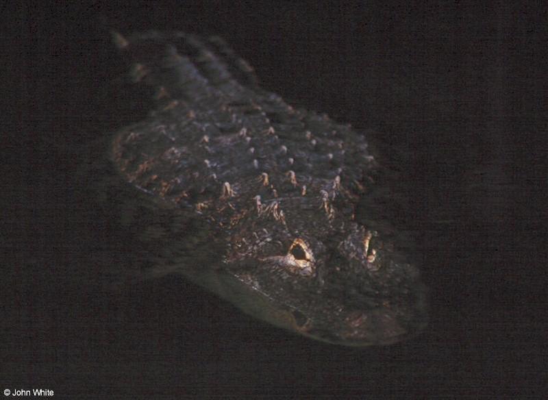 American alligator 19; DISPLAY FULL IMAGE.