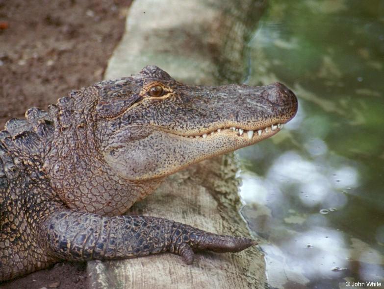 American alligator 20; DISPLAY FULL IMAGE.