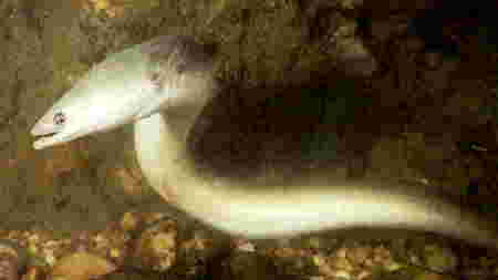 Re: I need pics of eel. - European Eel (Anguilla anguilla) - Anguilla_anguilla.jpg; Image ONLY
