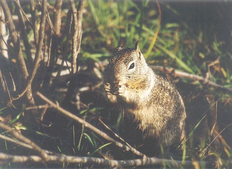 Calif Ground Squirrel april15.jpg (1/1) 16 20; DISPLAY FULL IMAGE.