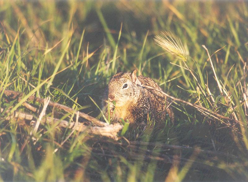 Calif Ground Squirrel april16.jpg (1/1) 17 20; DISPLAY FULL IMAGE.