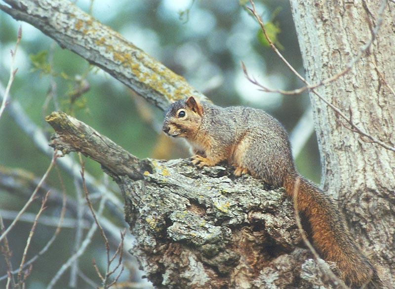 Squirrel april22.jpg (1/1) 103; DISPLAY FULL IMAGE.