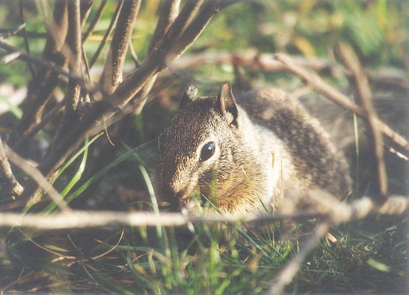 Calif Ground Squirrel april3.jpg (1/1) 04 20; DISPLAY FULL IMAGE.