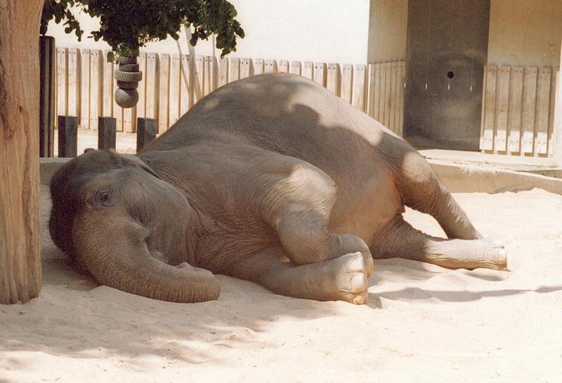 Wilhelma Zoo - even the elephant avoided the sun; DISPLAY FULL IMAGE.