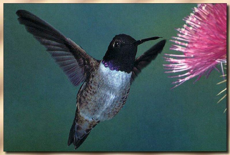 Hummingbird - Male Black-chinned; DISPLAY FULL IMAGE.