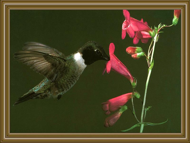 Black-chinned Hummingbird (8); DISPLAY FULL IMAGE.