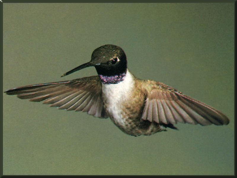 Black-chinned Hummingbird  (10); DISPLAY FULL IMAGE.