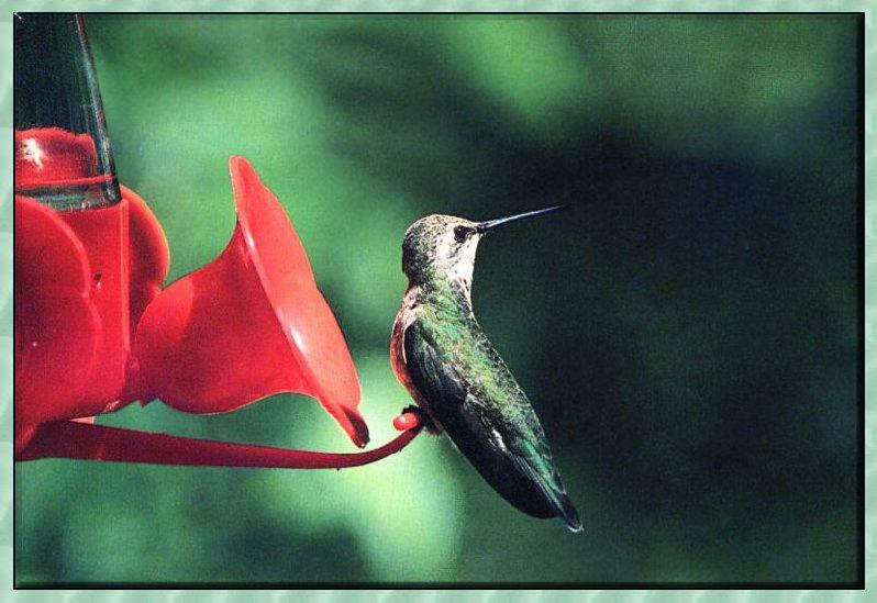 Hummingbird - Female Black-chinned; DISPLAY FULL IMAGE.