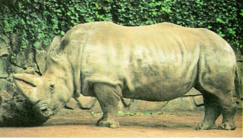 Black_Rhinoceros_J02-Closeup.jpg [1/1] = hook-lipped rhinoceros (Diceros bicornis); DISPLAY FULL IMAGE.