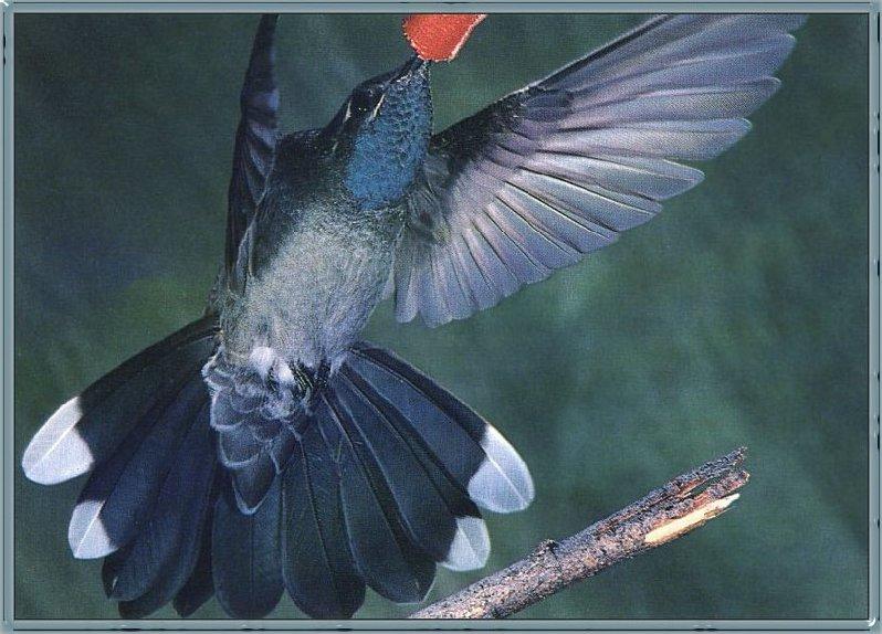 Hummingbird - Blue-throated; DISPLAY FULL IMAGE.