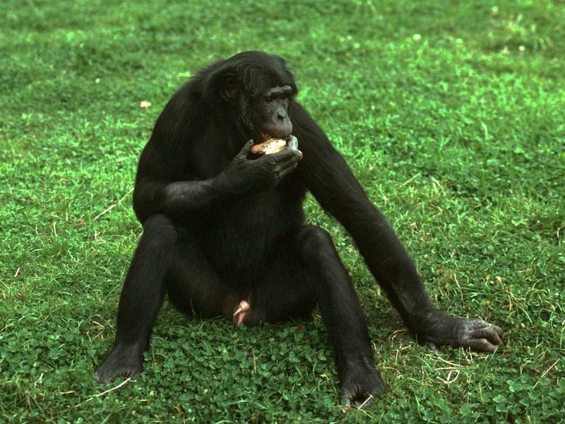 Pygmy primate 1 - Bonobo (Pan paniscus); DISPLAY FULL IMAGE.