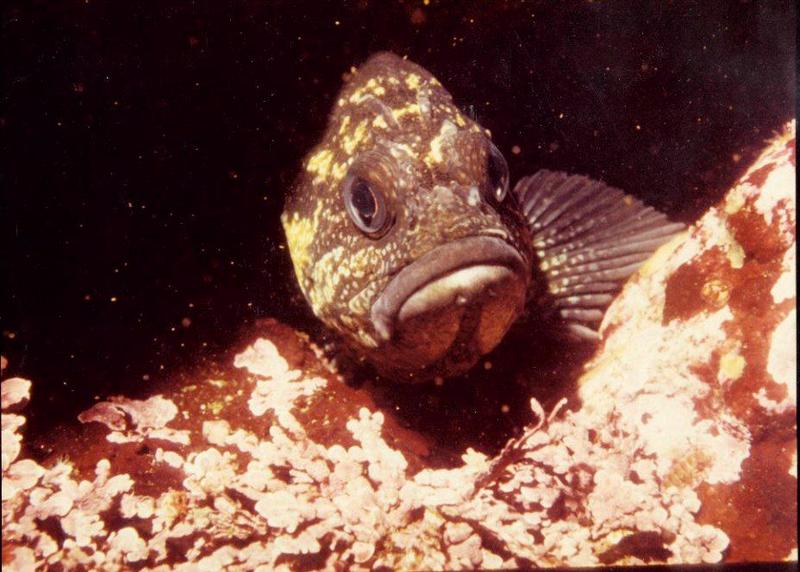 rock china fish; DISPLAY FULL IMAGE.