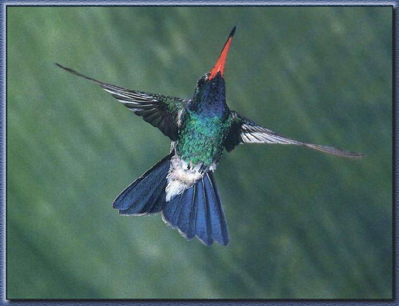 Hummingbird - Broad-billed; DISPLAY FULL IMAGE.