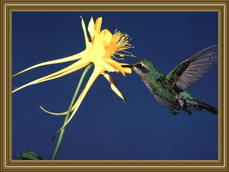 Broad-billed Hummingbird (8); DISPLAY FULL IMAGE.