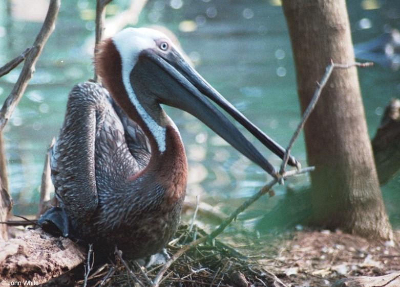 Injured Brown Pelican working on a nest 3; DISPLAY FULL IMAGE.