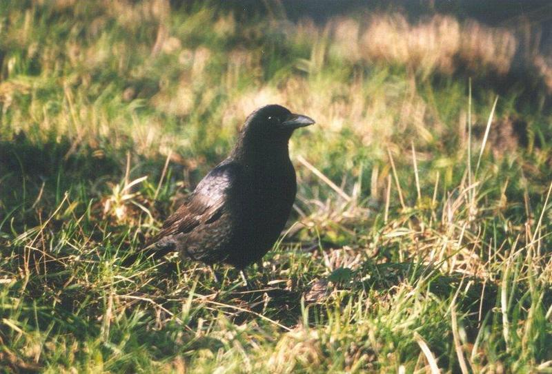 Birds from the Netherlands - carrion_crow1.jpg; DISPLAY FULL IMAGE.