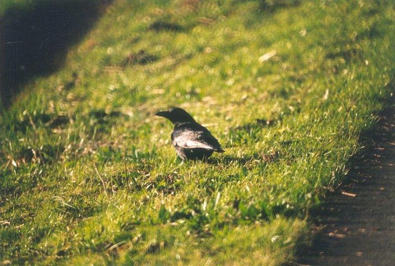 Birds from the Netherlands - carrion_crow4.jpg; DISPLAY FULL IMAGE.