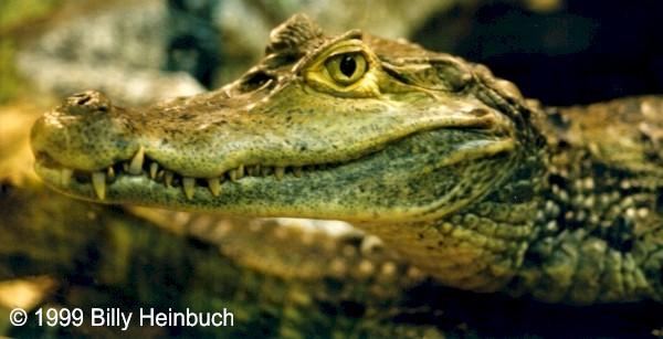 Spectacled Caiman #2  C.c.crocodilus; Image ONLY