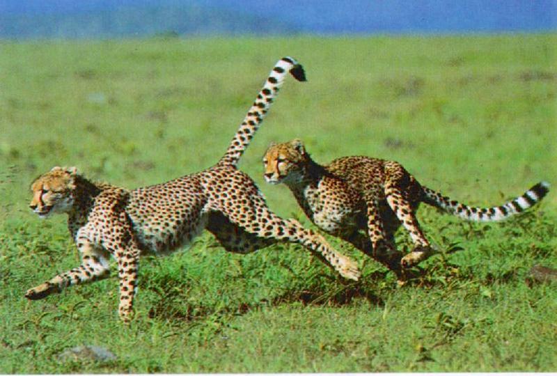 Cheetahs_J01-The_fast_runners.jpg [01/01]; DISPLAY FULL IMAGE.