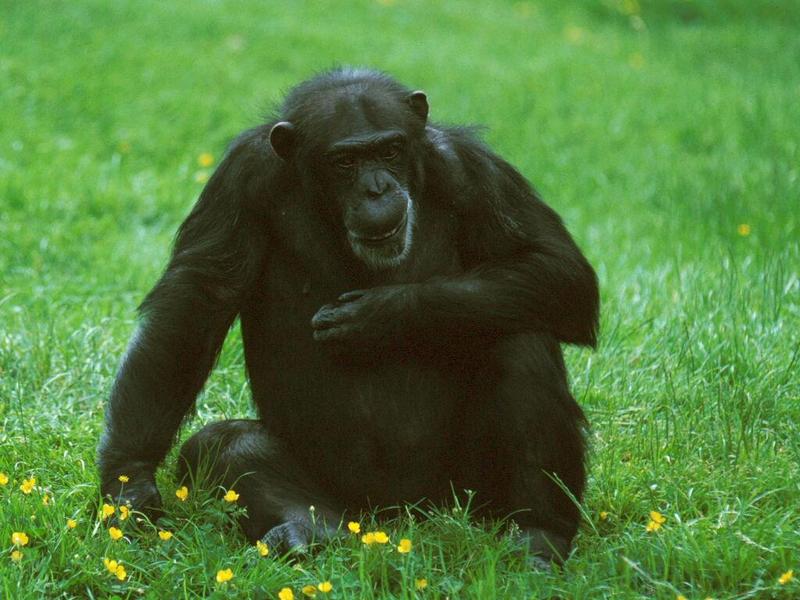 Chimpanzee; DISPLAY FULL IMAGE.