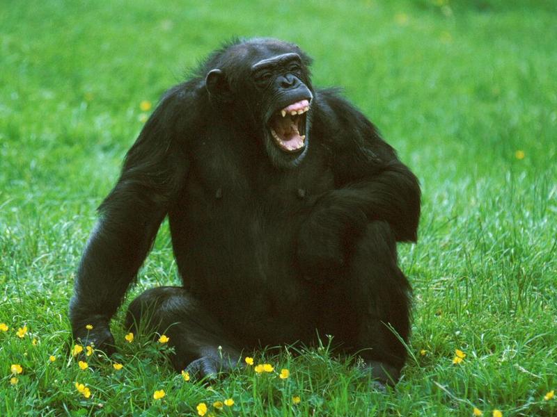Chimpanzee yawning; DISPLAY FULL IMAGE.