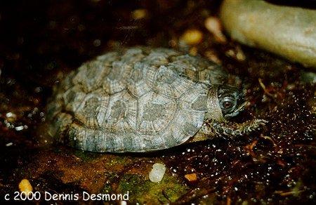wood turtle baby; Image ONLY