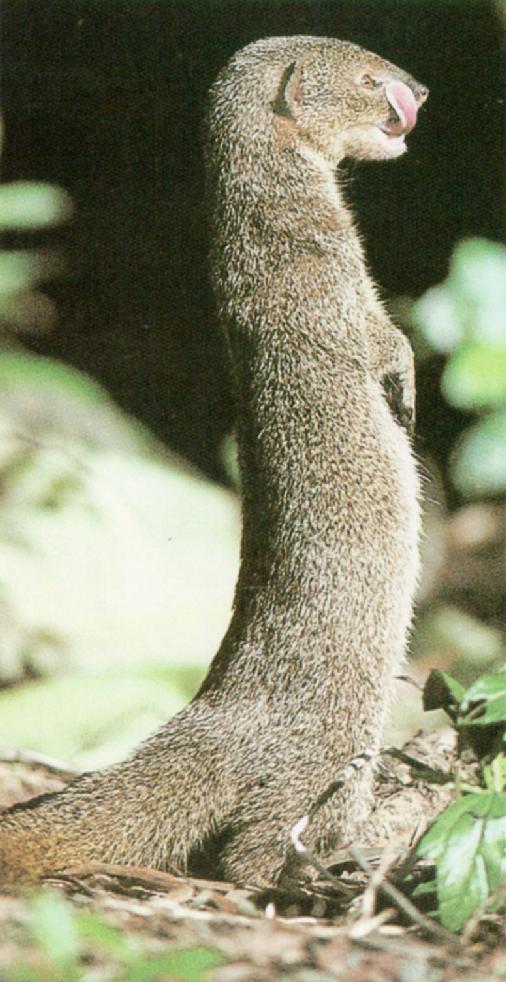 Indian Grey Mongoose standing - Mongoose_J01.jpg [01/01]; Image ONLY