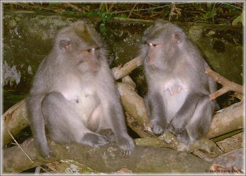 Monkeys - Monkey4-BW 173KB.jpg - File 05 of 10 - Crab-eating Macaque; DISPLAY FULL IMAGE.
