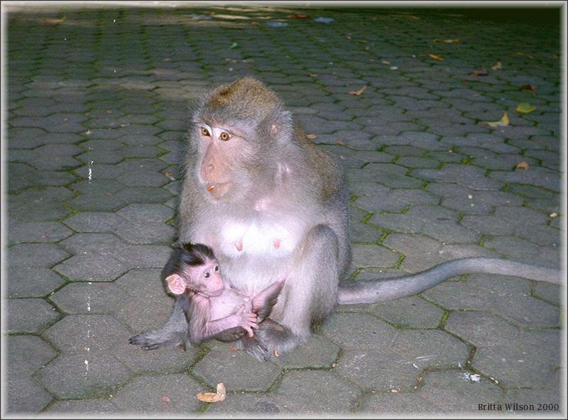 Monkeys - Monkey9-BW 200KB.jpg - File 10 of 10 - Crab-eating Macaques; DISPLAY FULL IMAGE.