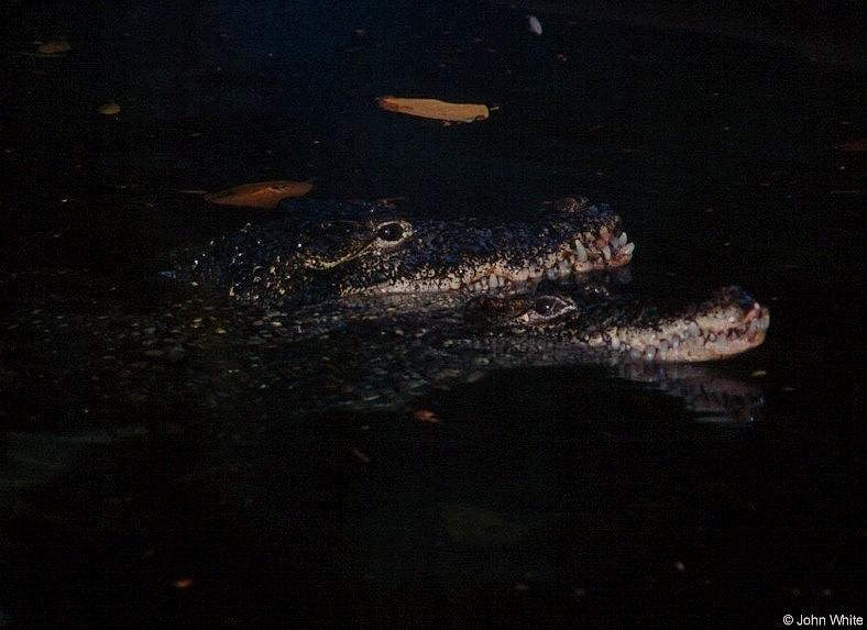 Cuban Crocodiles 1 - Crocodylus rhombifer; DISPLAY FULL IMAGE.