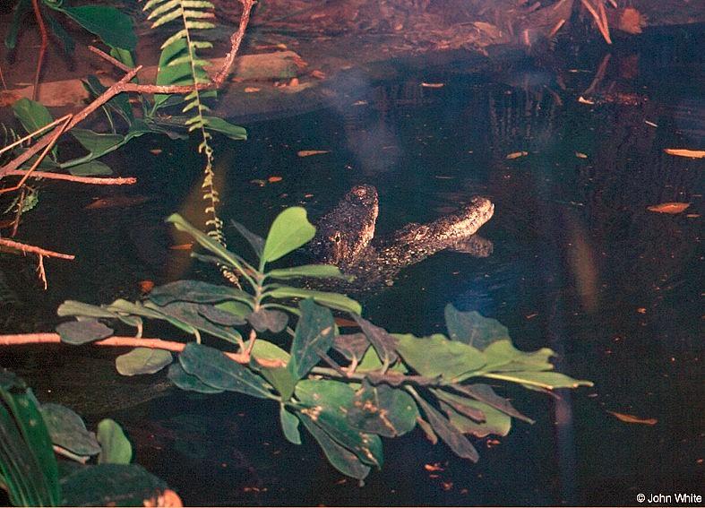 Cuban Crocodiles 2 - Crocodylus rhombifer; DISPLAY FULL IMAGE.