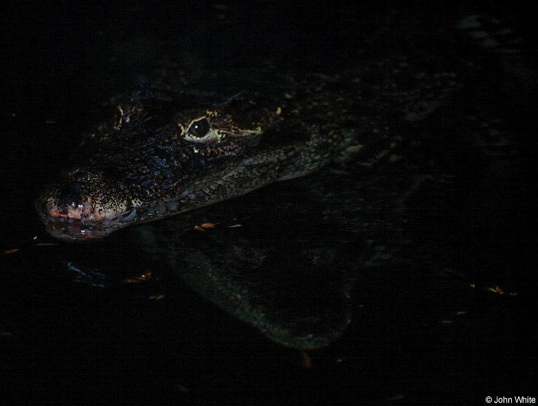Cuban Crocodiles 3 - Crocodylus rhombifer; DISPLAY FULL IMAGE.