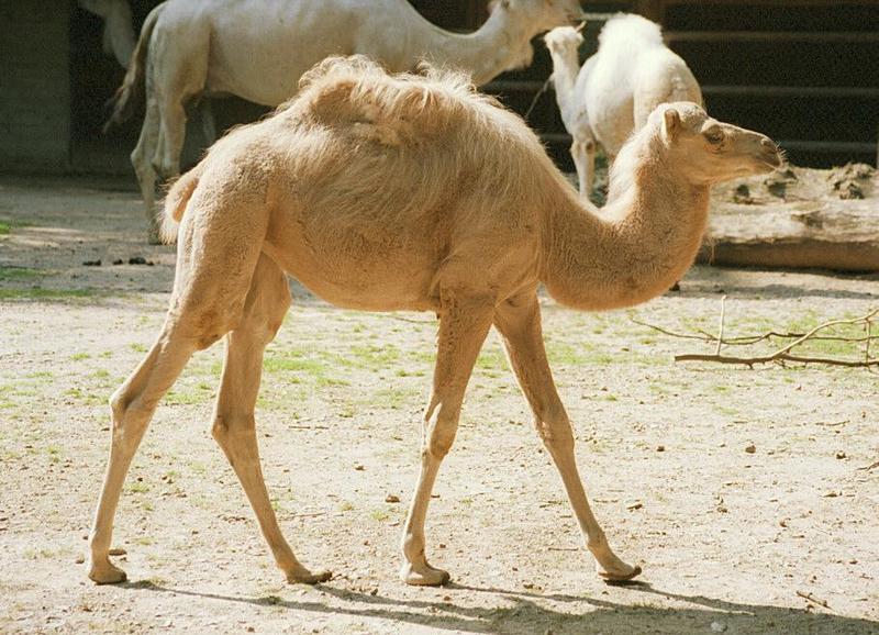 Doing away with those 1999 negatives - Dromedary kid in Hannover Zoo; DISPLAY FULL IMAGE.