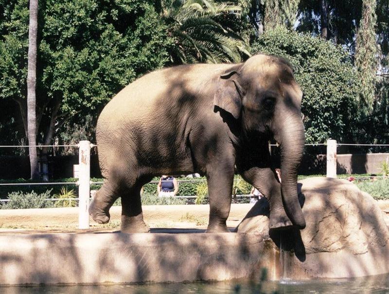 California Souvenirs - San Diego Zoo - Elephant getting along with the heat; DISPLAY FULL IMAGE.