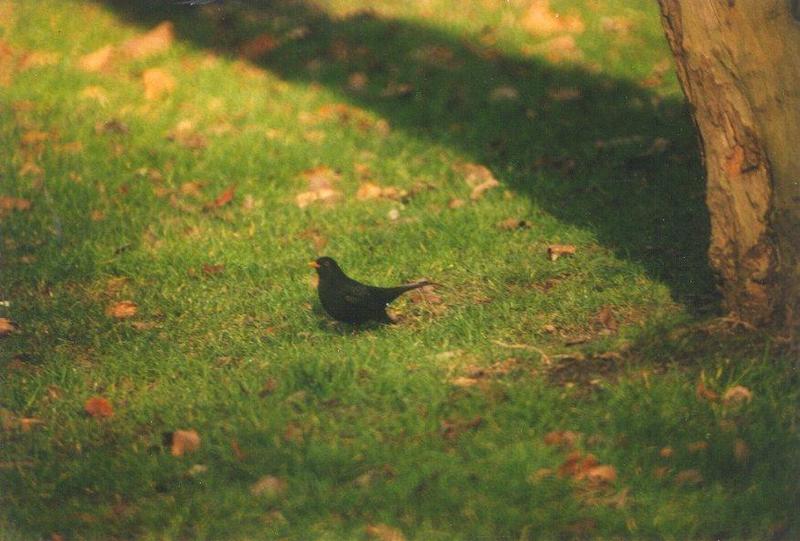 Birds from the Netherlands - Common Blackbird; DISPLAY FULL IMAGE.