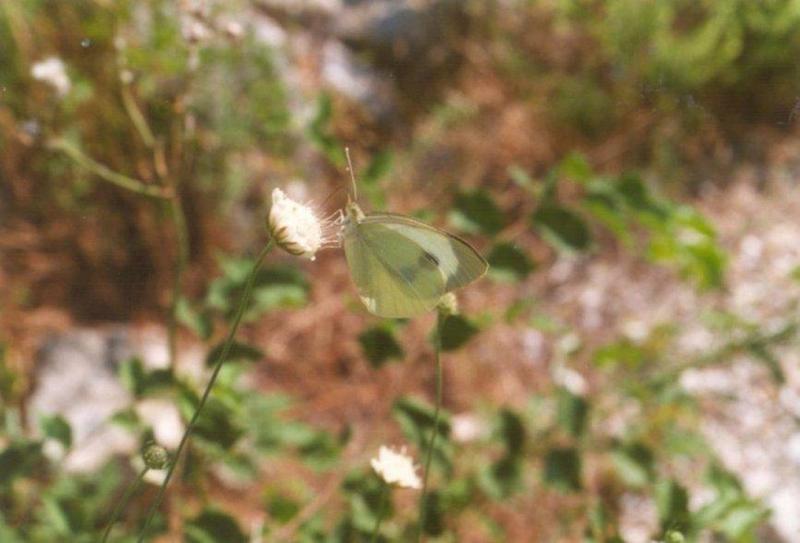 Insects from Greece 1 - Cabbage White Butterfly.jpg; DISPLAY FULL IMAGE.