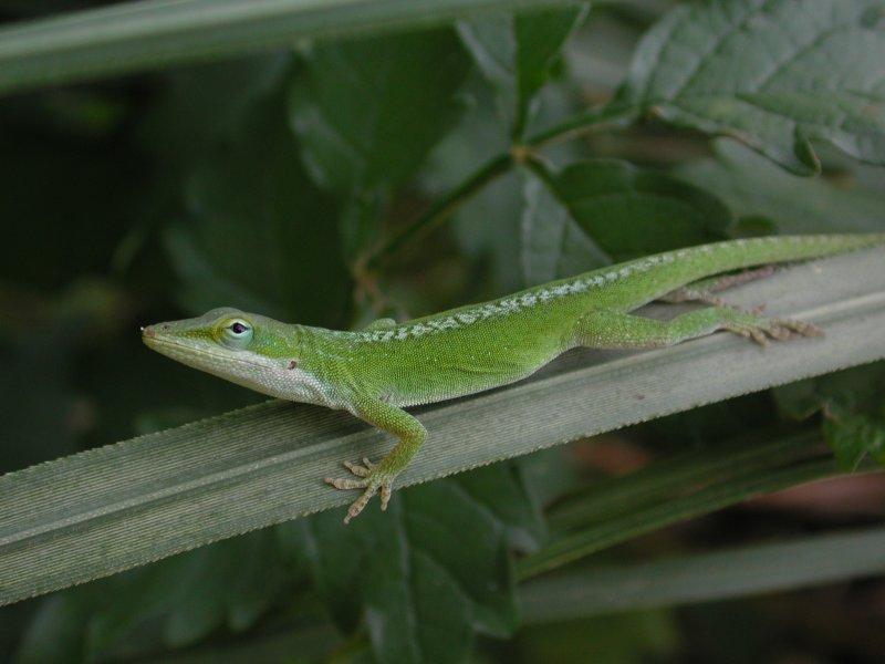 Common Anole; DISPLAY FULL IMAGE.