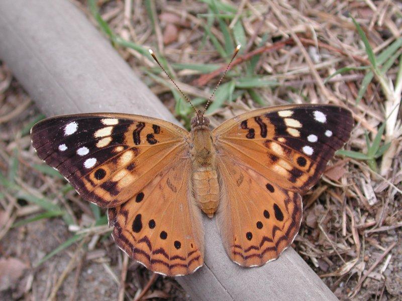 Hackberry Butterfly; DISPLAY FULL IMAGE.